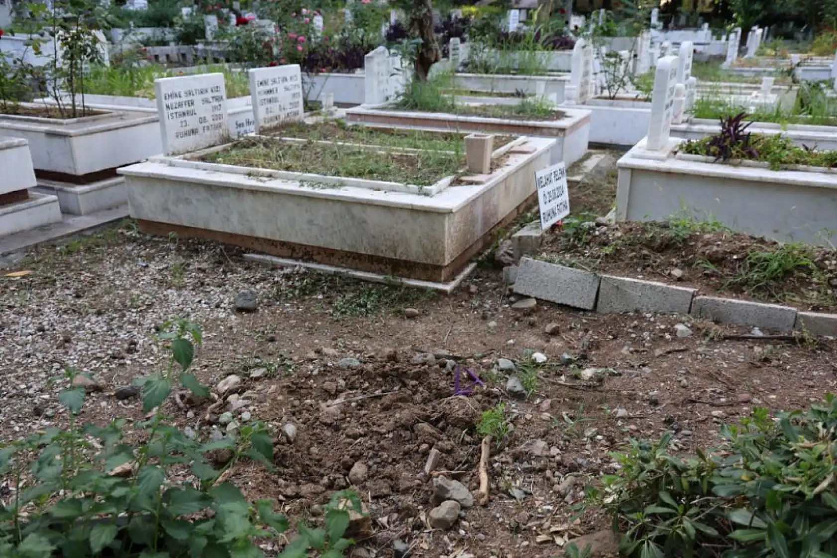 Marmaris'te vatandaşı canından bezdiren domuzlar, şimdi de mezarları tahrip etmeye başladı