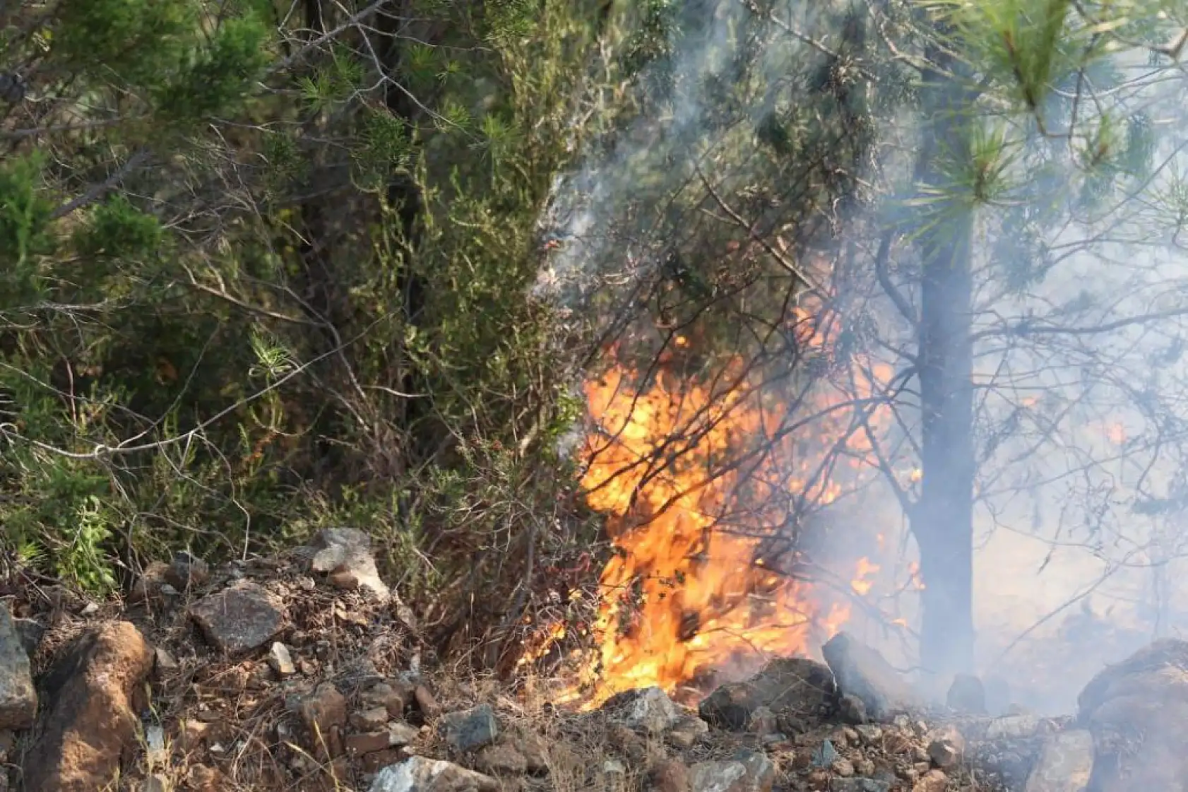 Marmaris'te ateş savaşçıları alevlere geçit vermedi