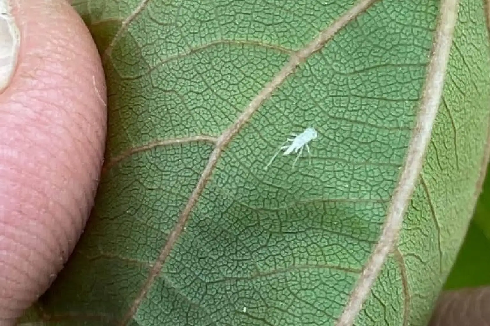 Üreticilere 'Fidan dip kurdu' uyarısı