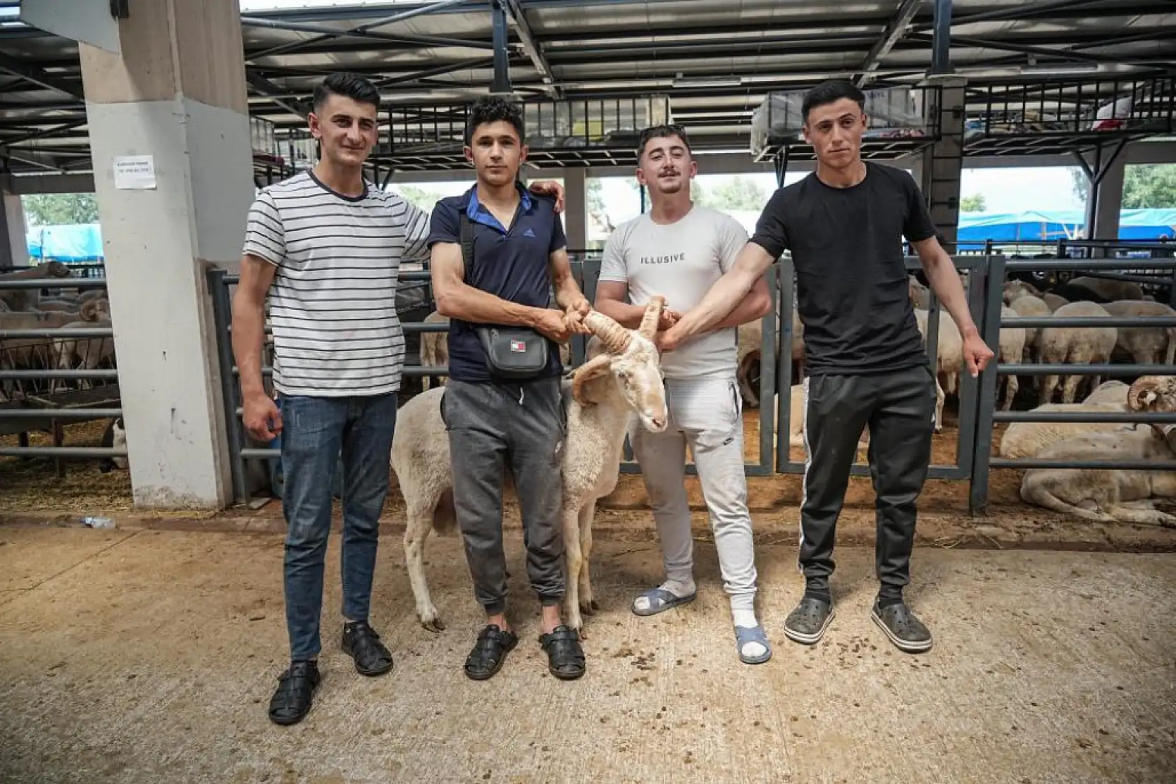 Dört Boynuzlu Koç Sosyal Medyanın Yeni Gözdesi Oldu!