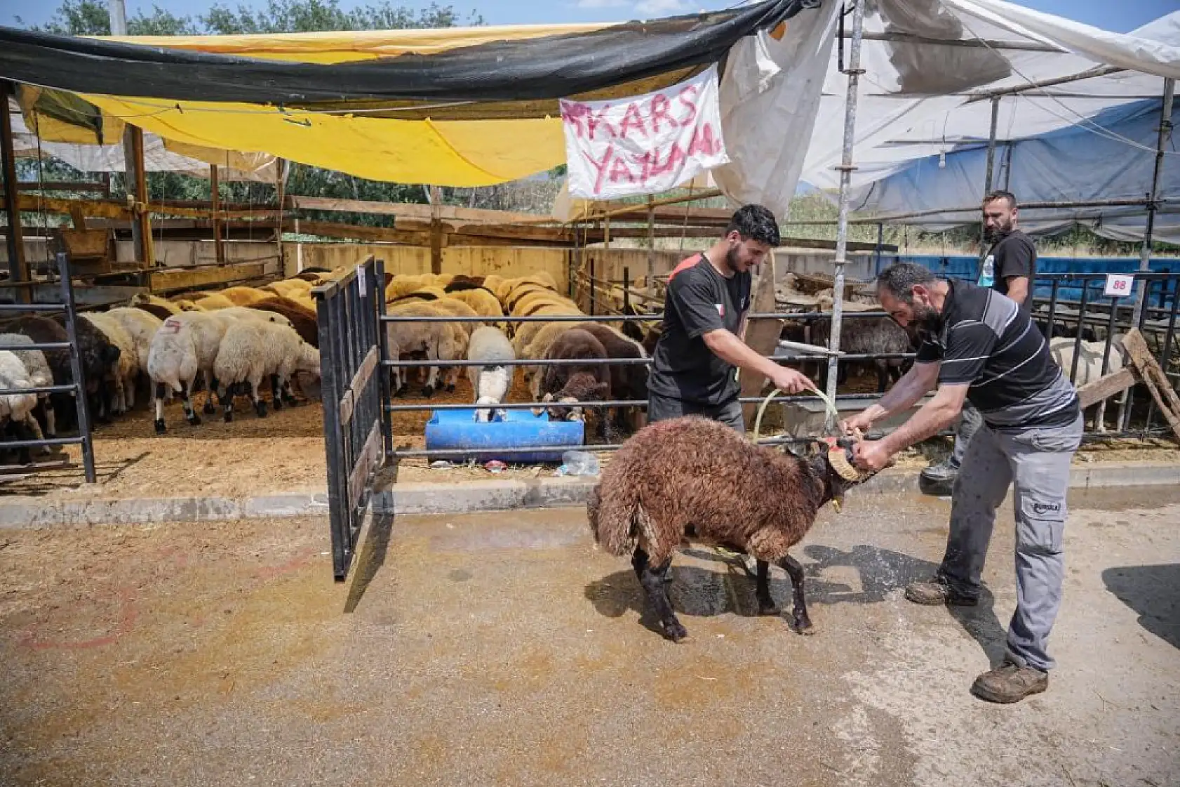 Dört Boynuzlu Koç Sosyal Medyanın Yeni Gözdesi Oldu!