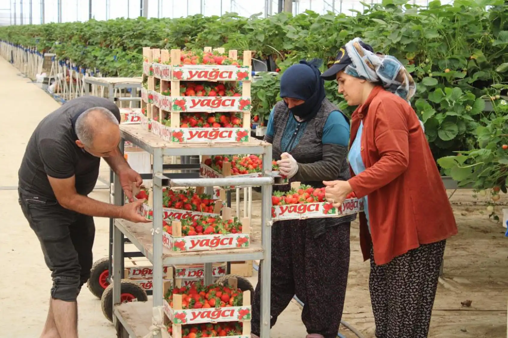 Tarımı, teknolojiyle birleştirdi yaşıtlarına örnek oldu