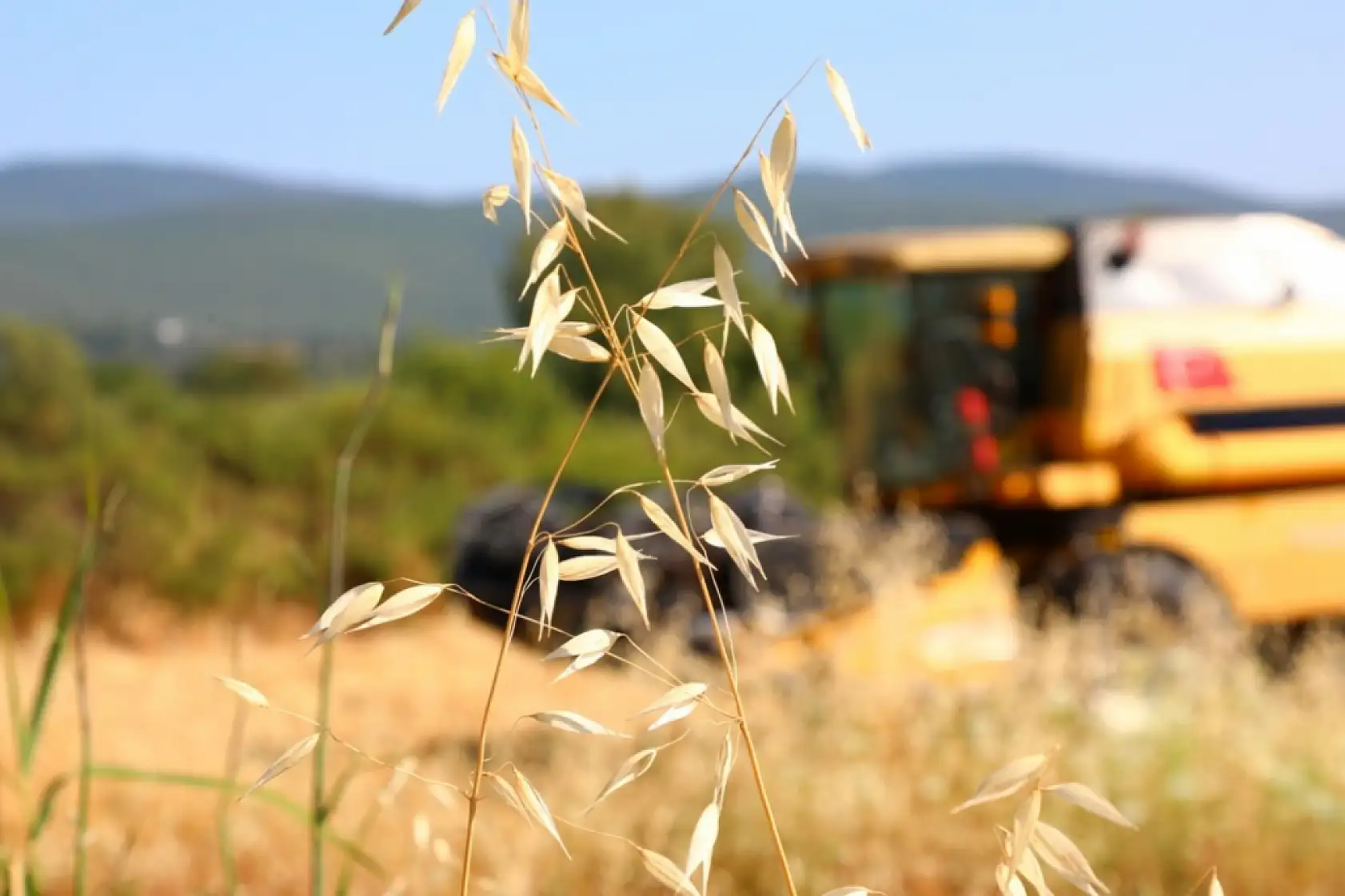 Bodrum Belediyesi'nden karakılçık buğdayı hasadı