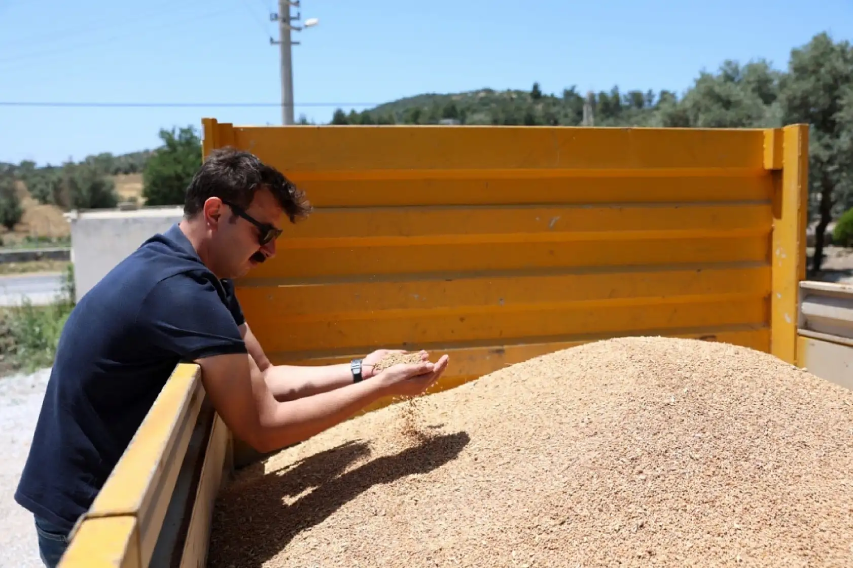 Bodrum Belediyesi'nden karakılçık buğdayı hasadı