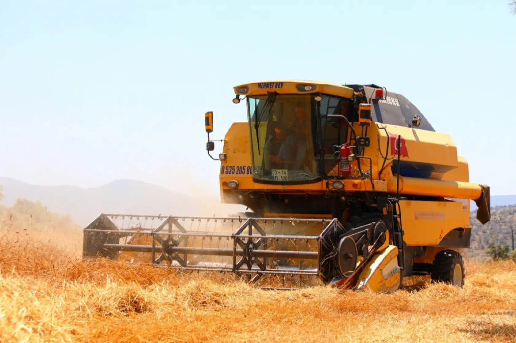 Bodrum Belediyesi'nden karakılçık buğdayı hasadı