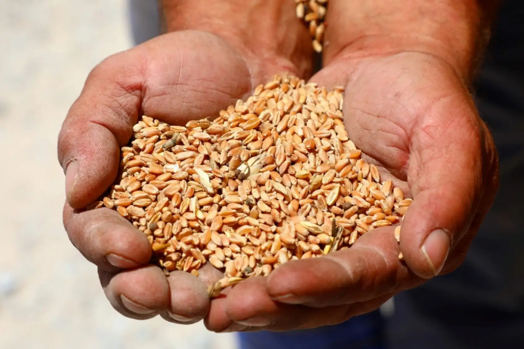 Bodrum Belediyesi'nden karakılçık buğdayı hasadı