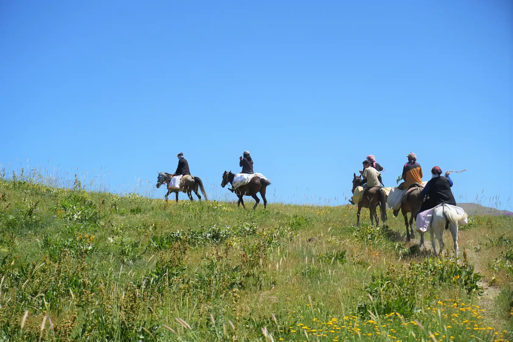 Berivanlar koyunları sağmak için at sırtında 8 kilometre yol kat ediyor