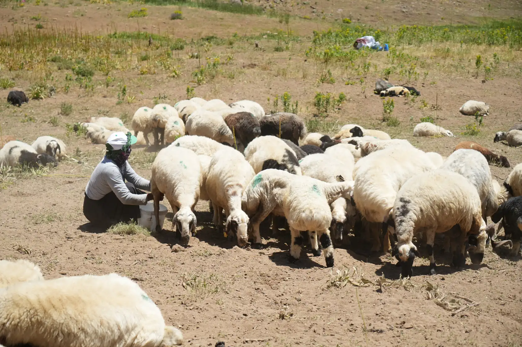 Berivanlar koyunları sağmak için at sırtında 8 kilometre yol kat ediyor