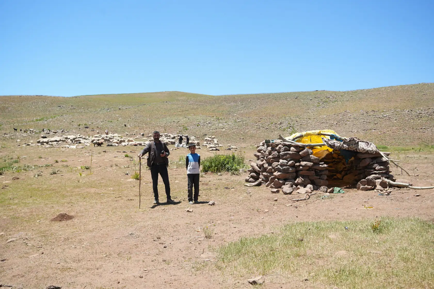 Berivanlar koyunları sağmak için at sırtında 8 kilometre yol kat ediyor