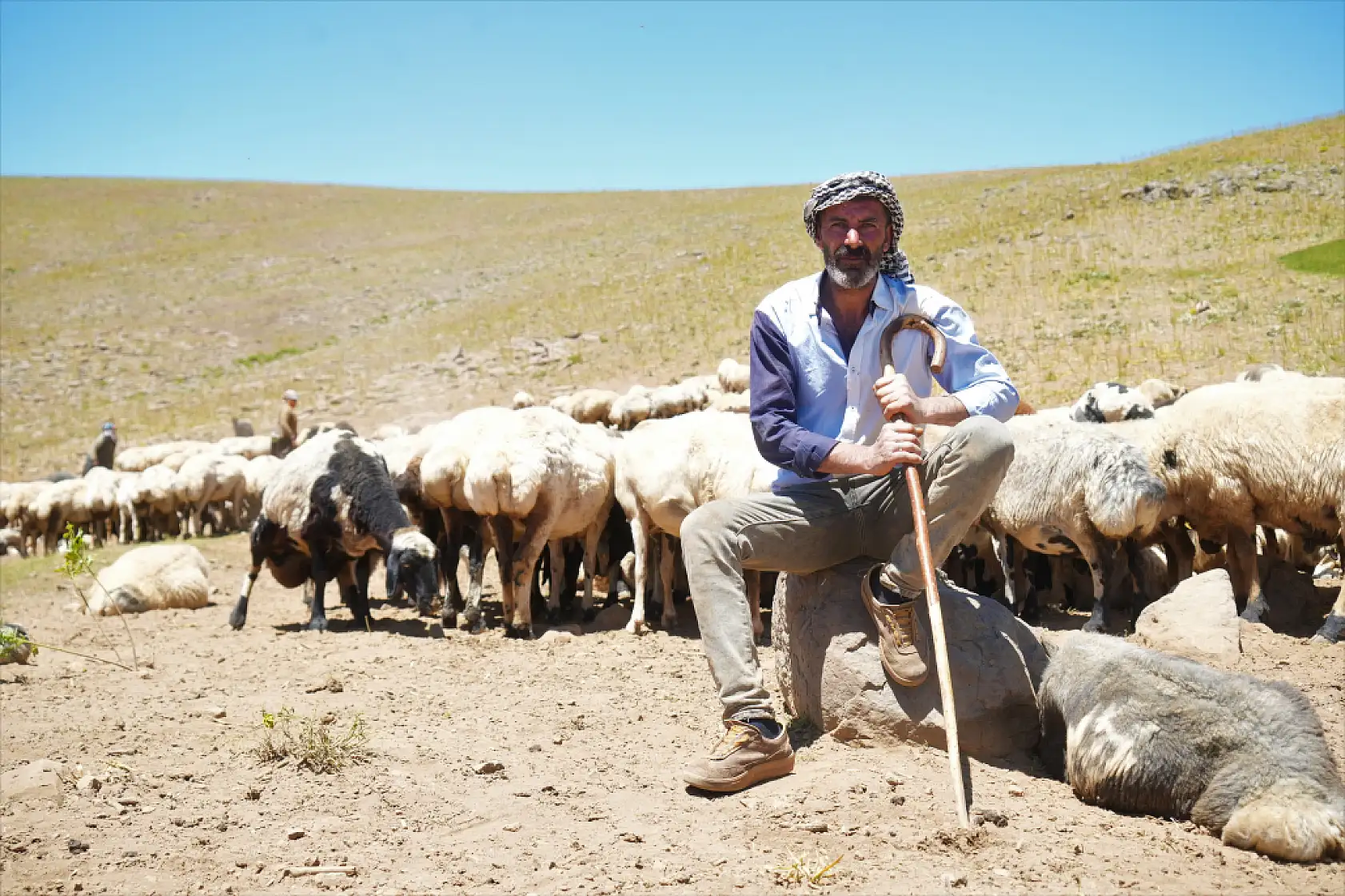 Berivanlar koyunları sağmak için at sırtında 8 kilometre yol kat ediyor