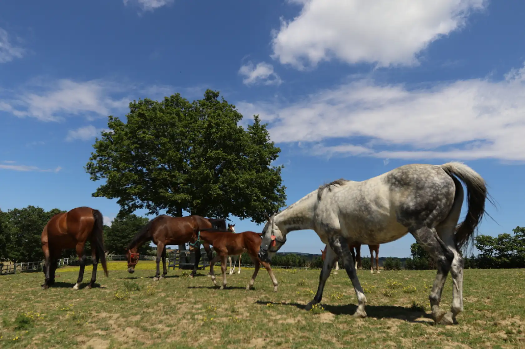 Genetik kodları milyon ediyor