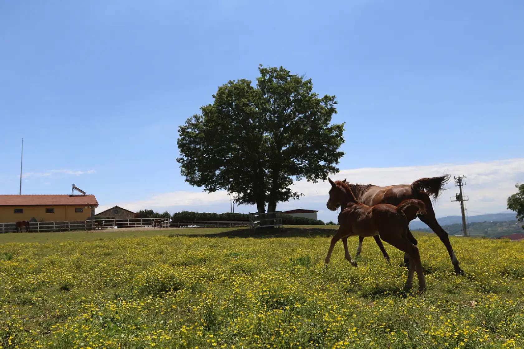 Genetik kodları milyon ediyor