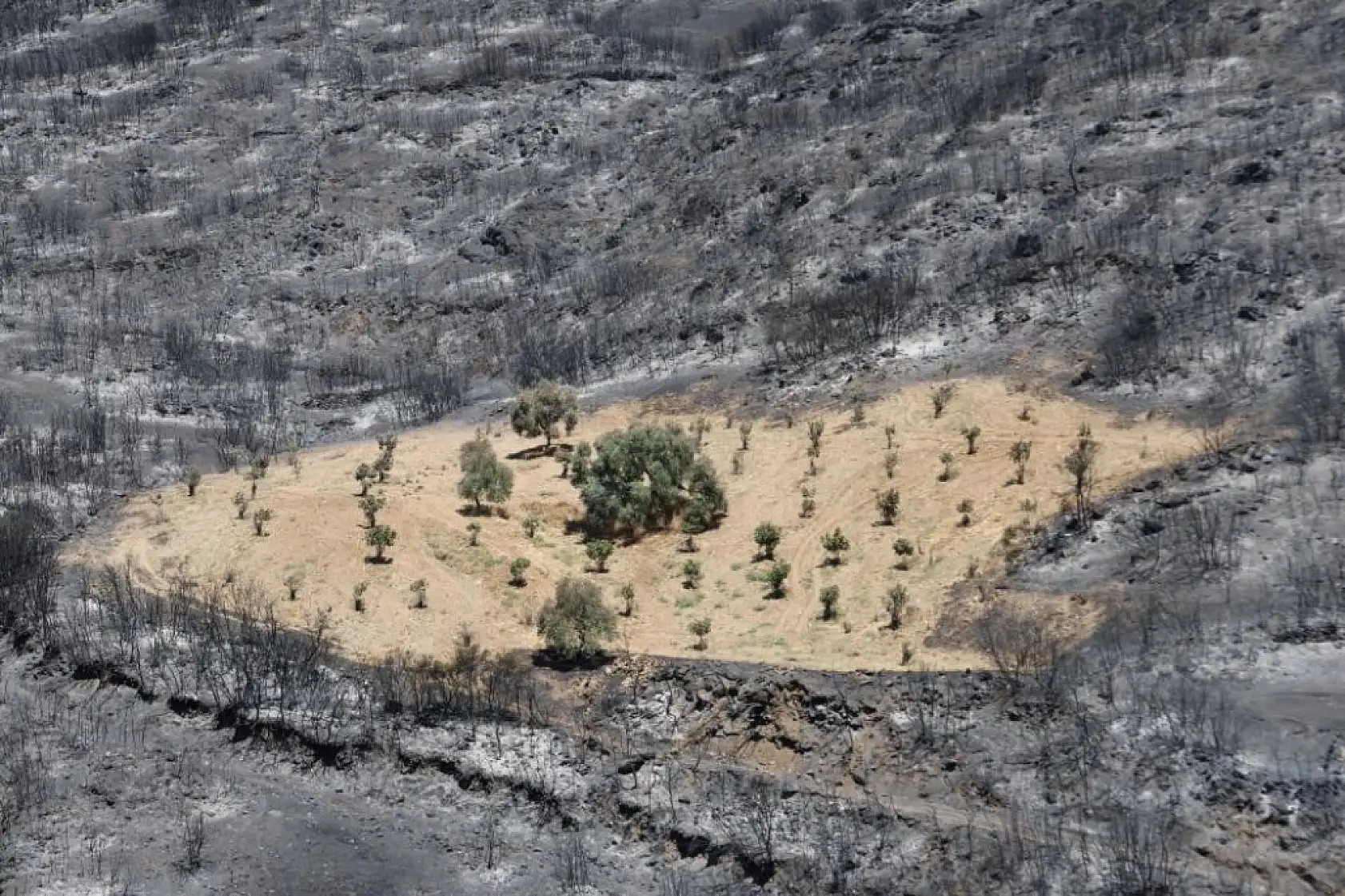 İzmir Ödemiş Yangınında Mucize: Sürülmüş Zeytinlik Alevlere Direndi