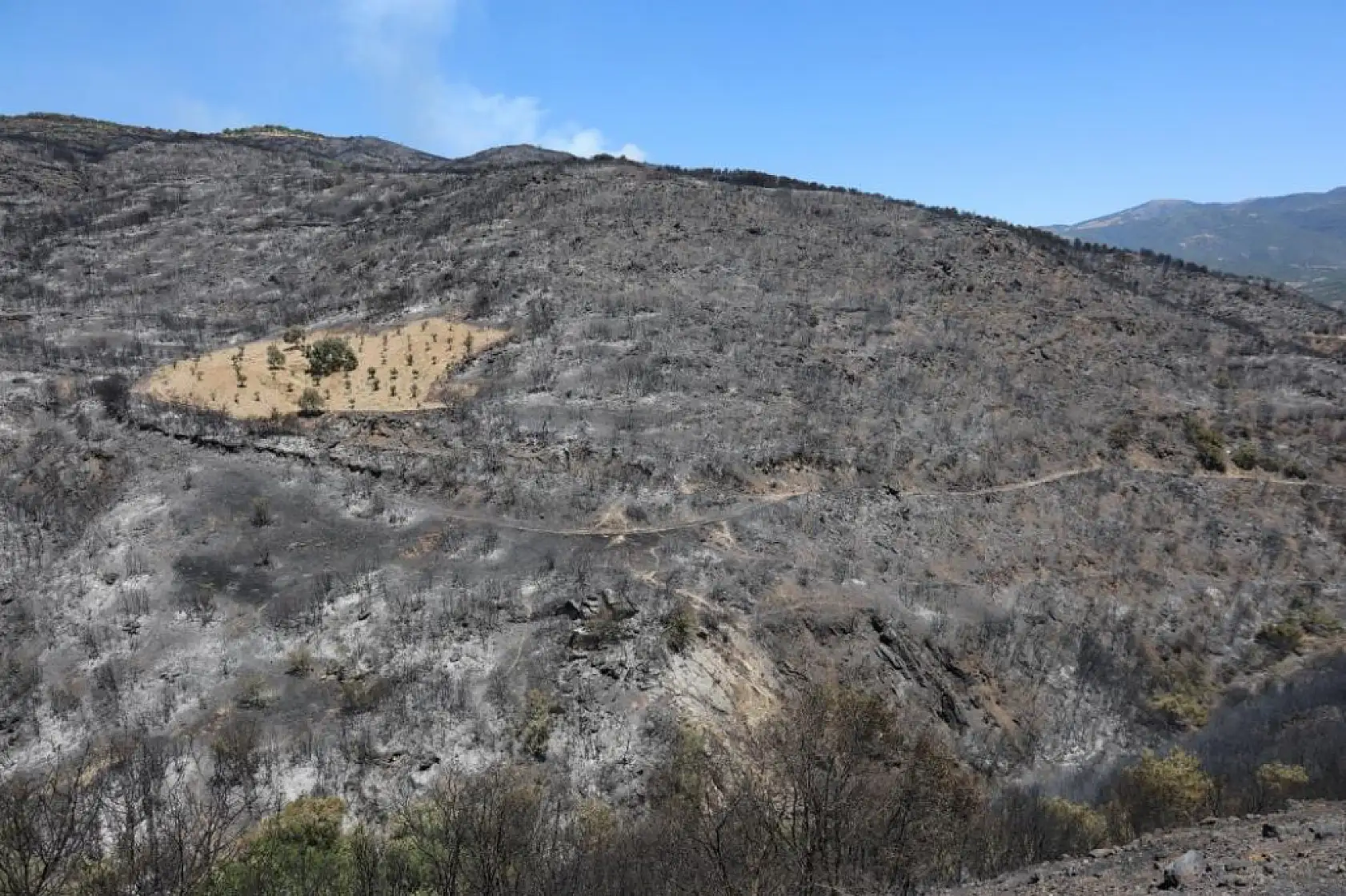 İzmir Ödemiş Yangınında Mucize: Sürülmüş Zeytinlik Alevlere Direndi