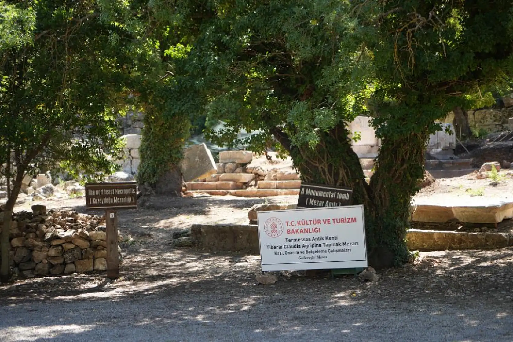 Meşe ağacı lahit parçasını havaya kaldırdı: Termessos'ta doğa tarihe sahip çıktı