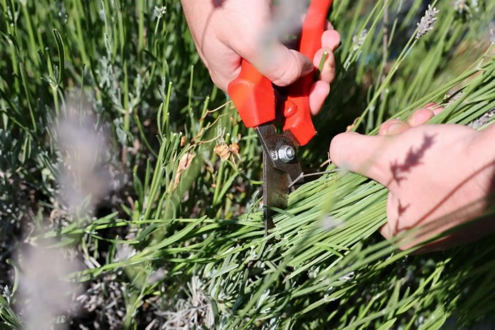 Bodrum'da Gençlik ve Tarım Kampı'nın İlk Dönemi Tamamlandı