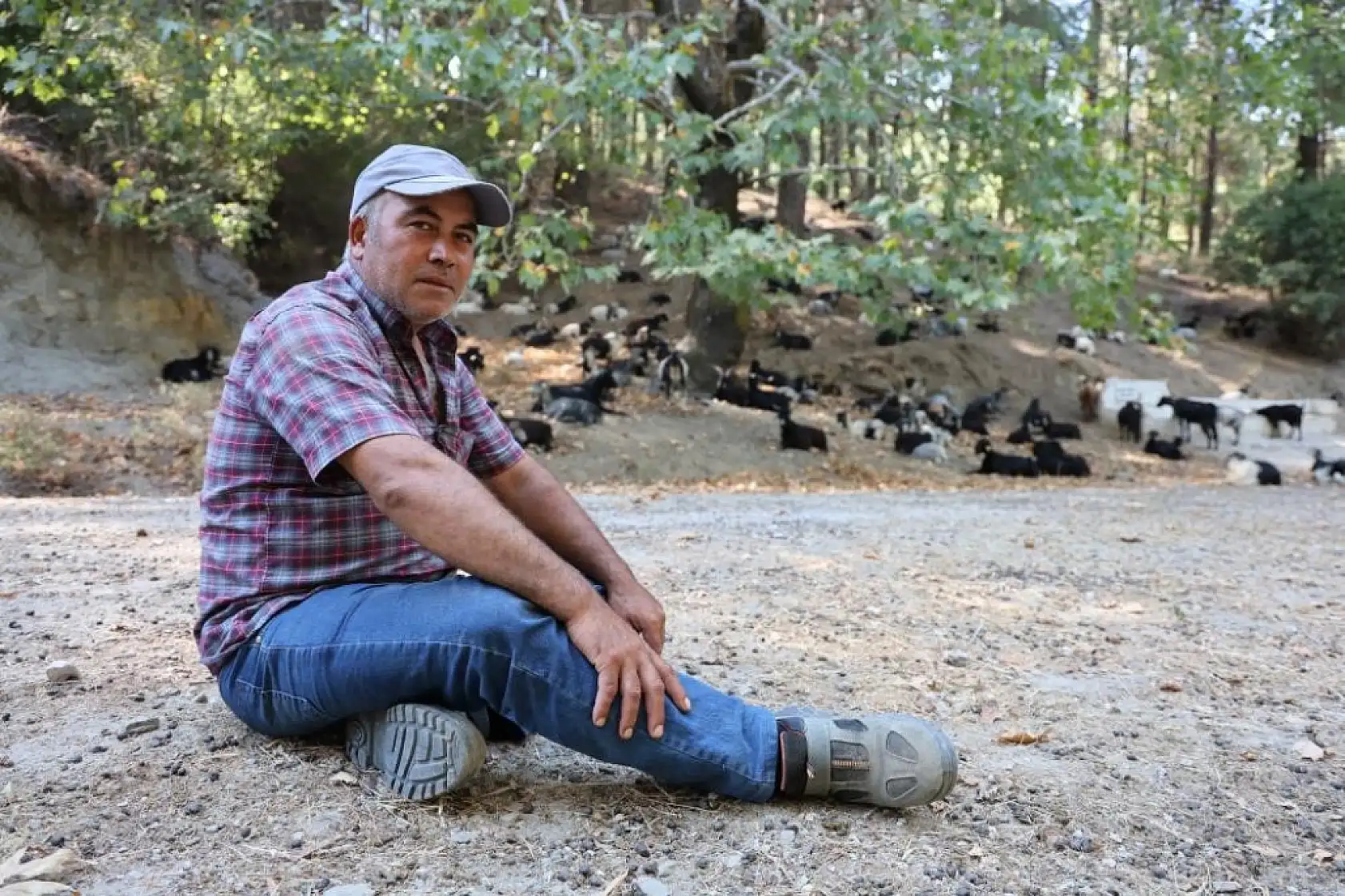 Ege'de Azalan Çobanlık Orman Yangınlarını Artırıyor