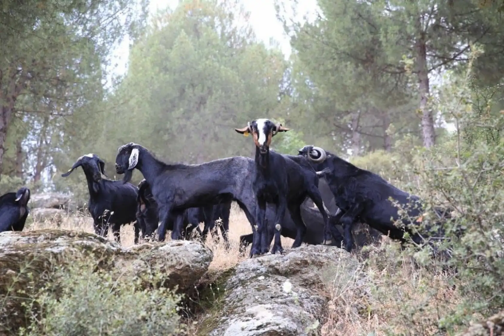 Ege'de Azalan Çobanlık Orman Yangınlarını Artırıyor