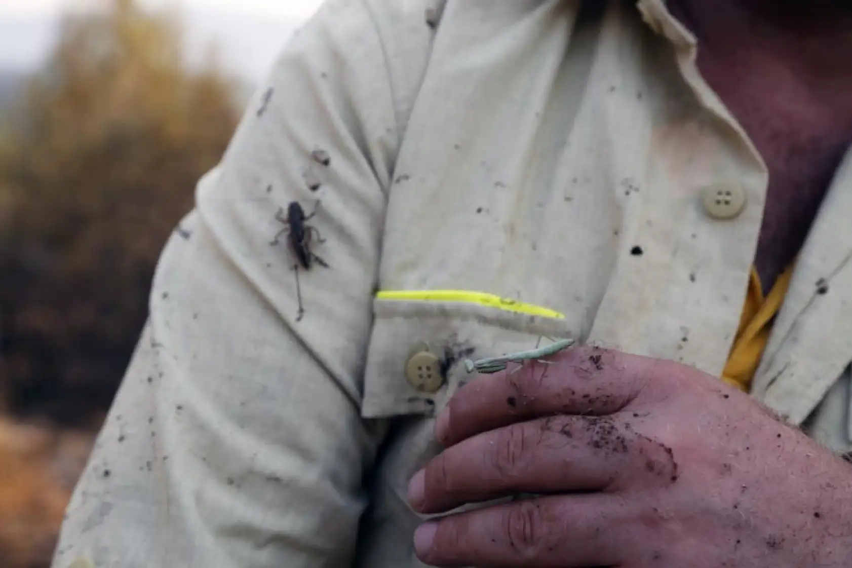 Yatağan'da Yangından Kaçan Çekirge ve Peygamber Devesi İşçinin Sırtına Sığındı