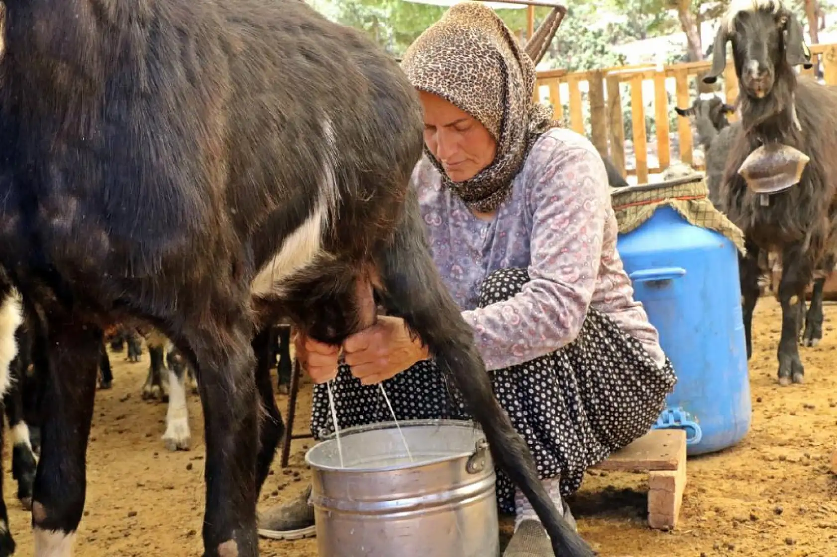 Sürüsüne dadanan kurtlar, çoban kadını dron pilotu yaptı