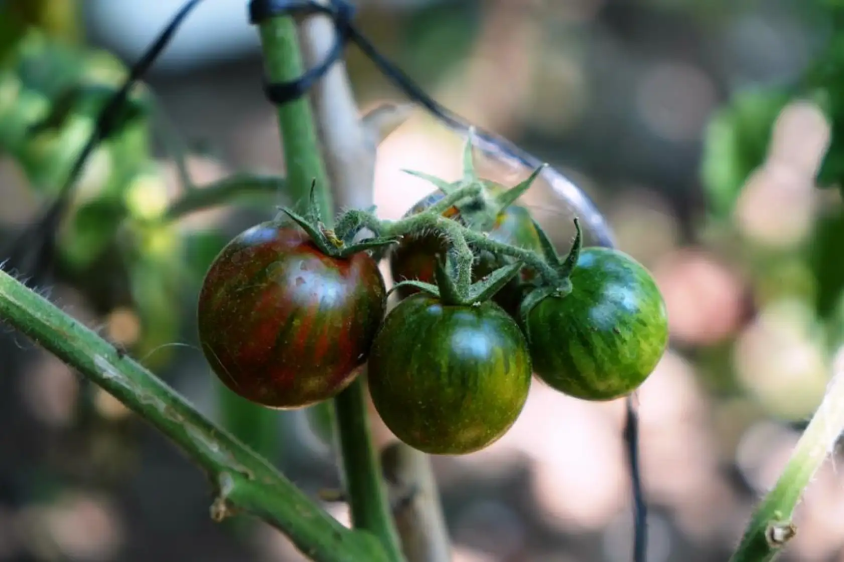 Emekli Öğretmen 50 Ülkeden Topladığı Tohumlarla Tropikal Bahçe Kurdu