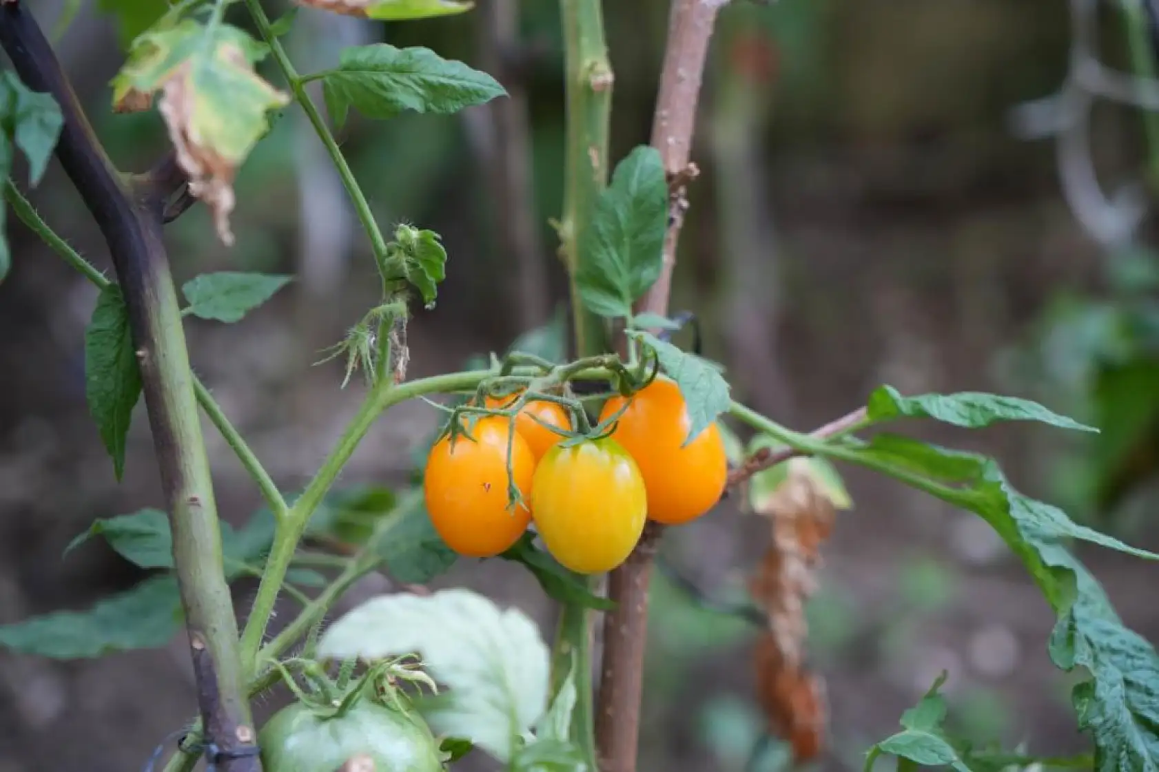 Emekli Öğretmen 50 Ülkeden Topladığı Tohumlarla Tropikal Bahçe Kurdu