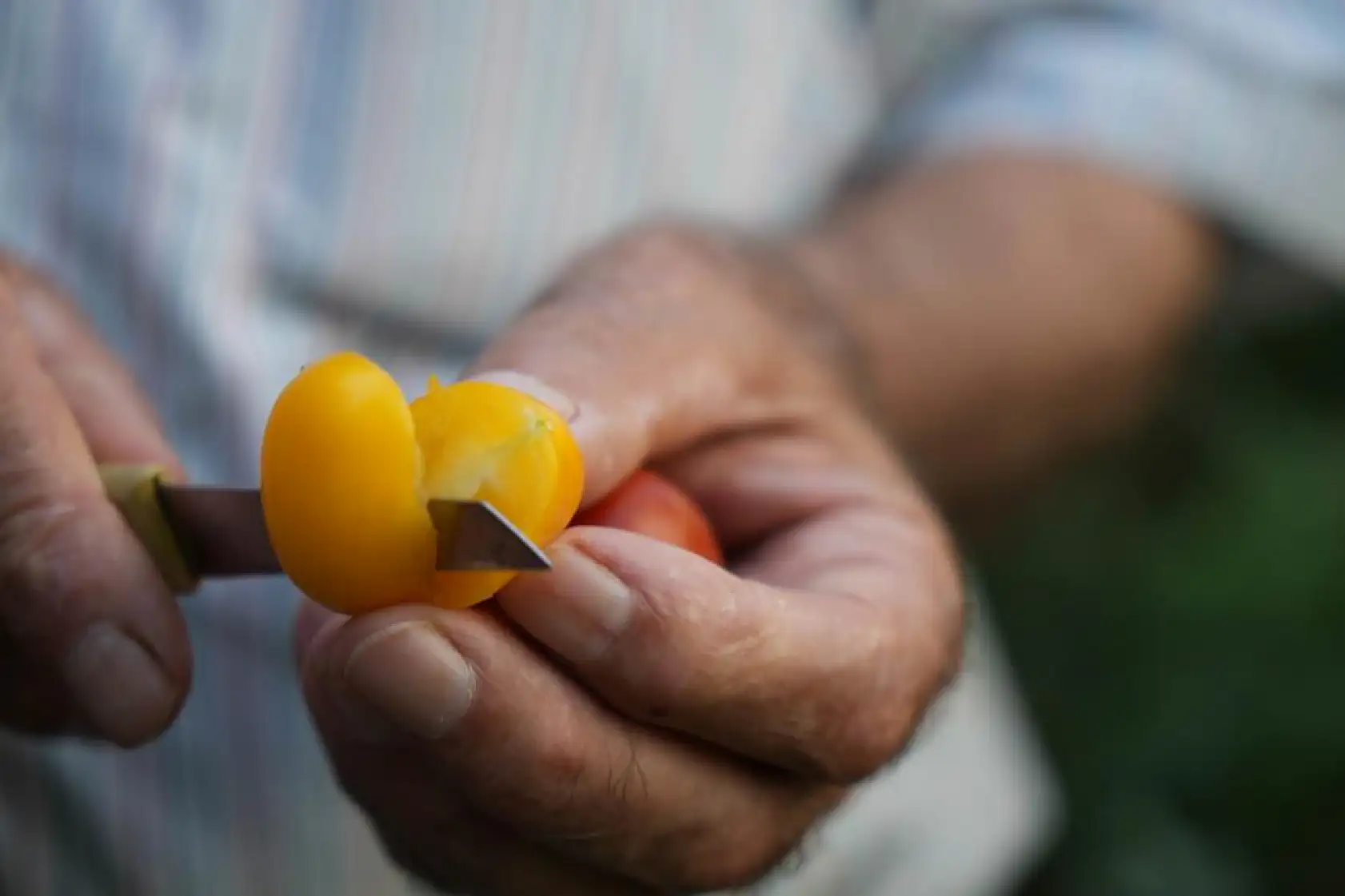Emekli Öğretmen 50 Ülkeden Topladığı Tohumlarla Tropikal Bahçe Kurdu