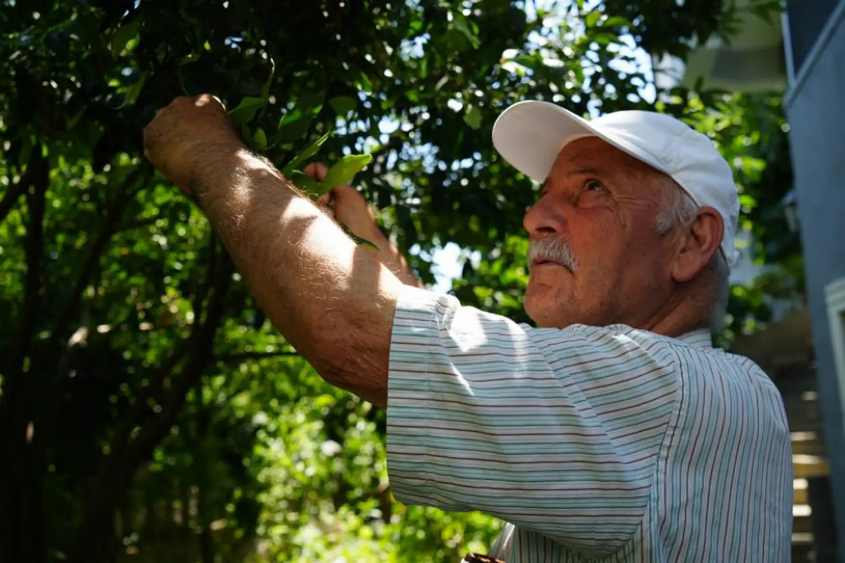 Emekli Öğretmen 50 Ülkeden Topladığı Tohumlarla Tropikal Bahçe Kurdu