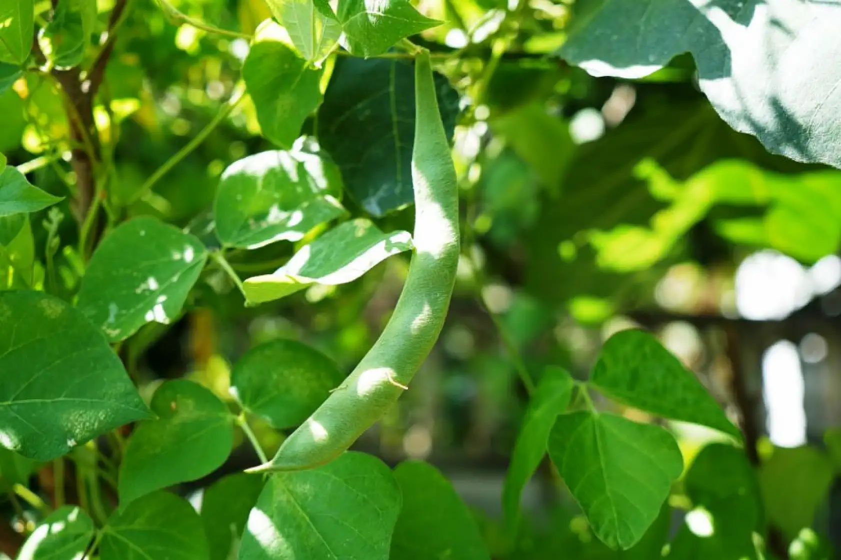 Emekli Öğretmen 50 Ülkeden Topladığı Tohumlarla Tropikal Bahçe Kurdu