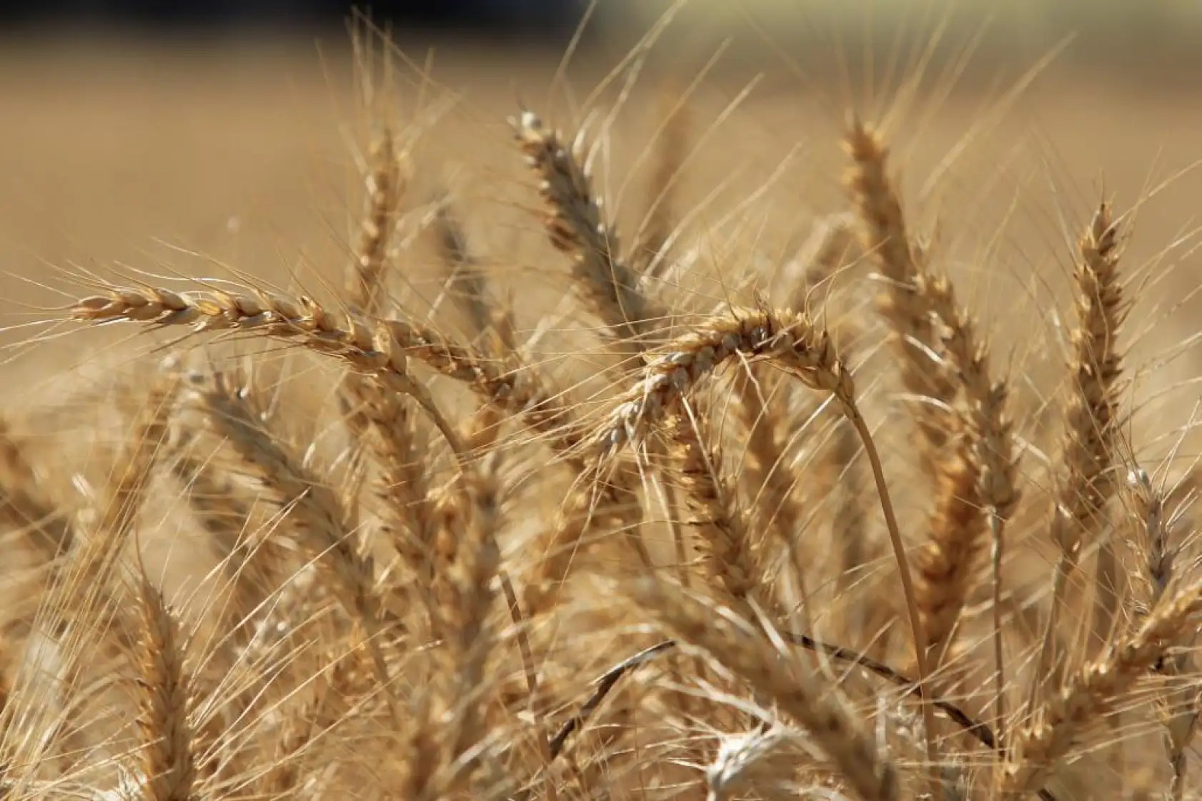 Dünya tahıl üretim tahminlerinde keskin artış