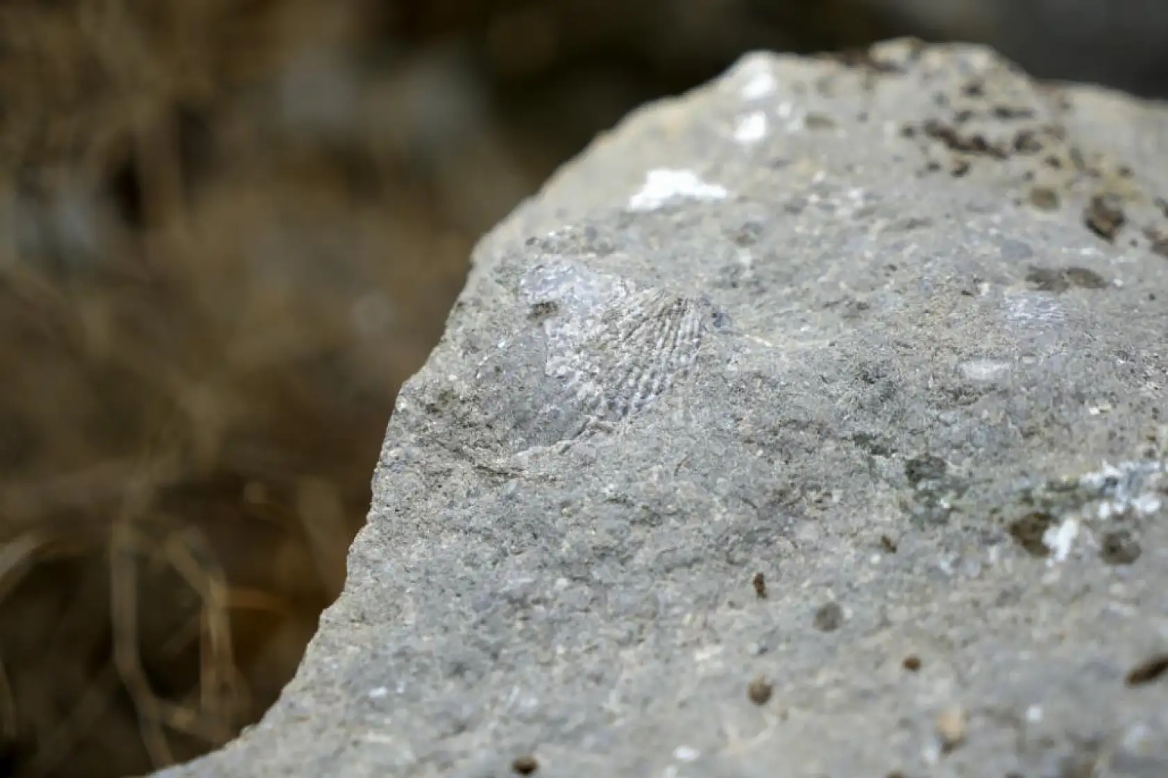 Milyonlarca yıllık deniz fosili yatağı bulundu