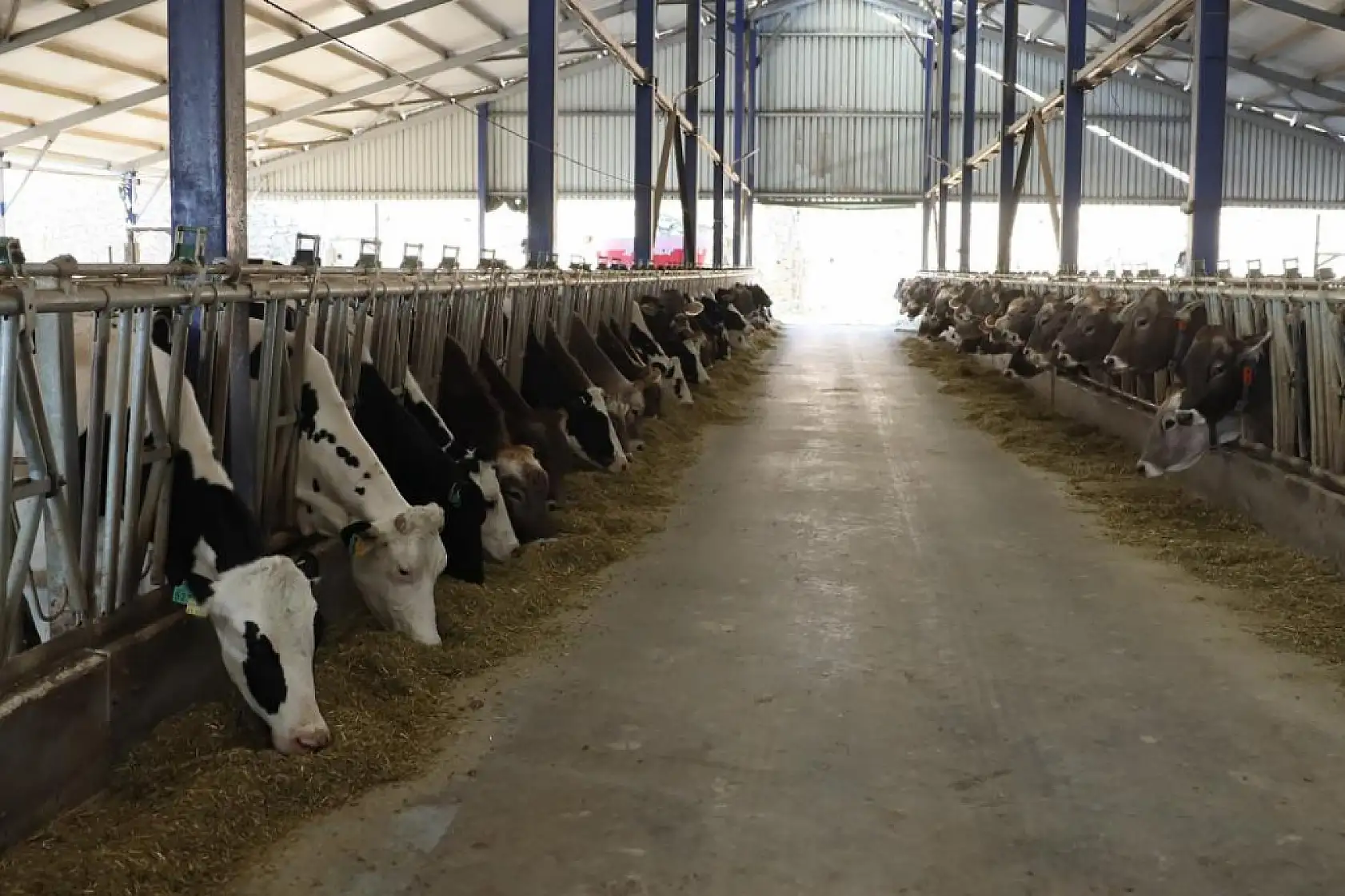 Muğla'da 240 bin hayvan şap aşısı olacak
