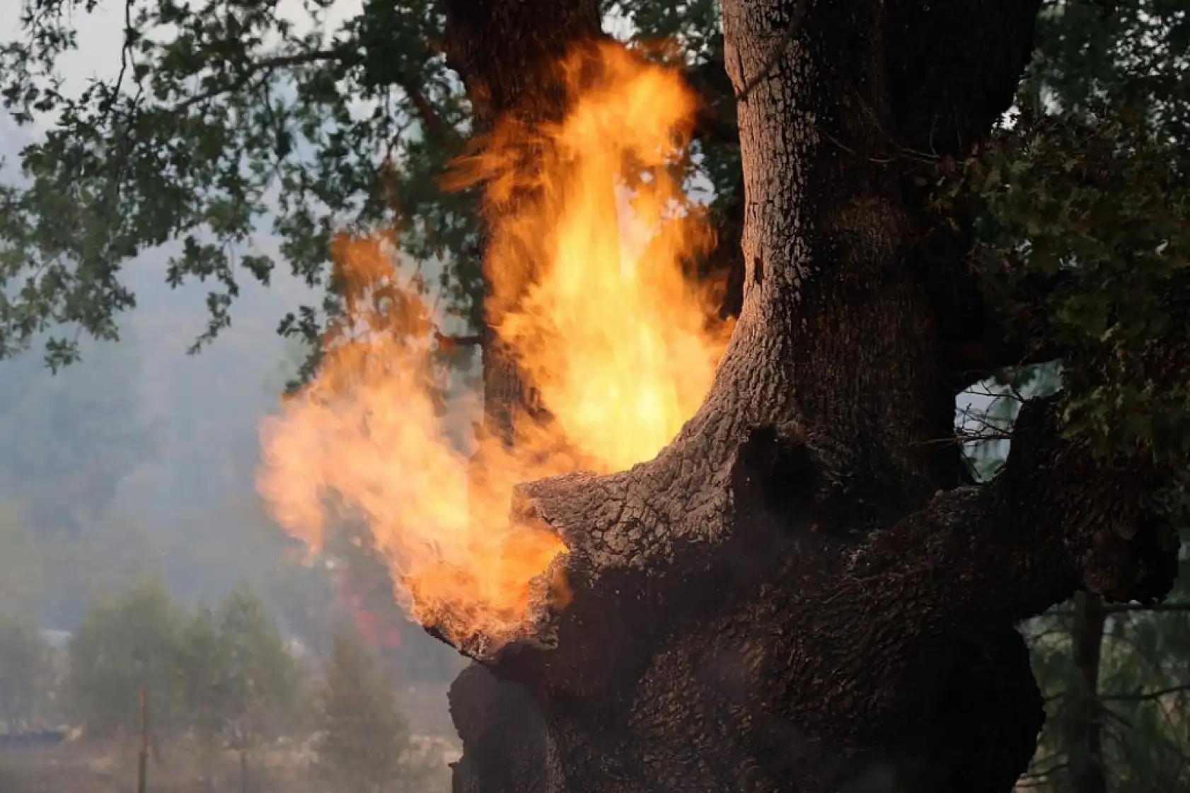 Muğla'da alev savaşçılarının en büyük rakibi rüzgâr