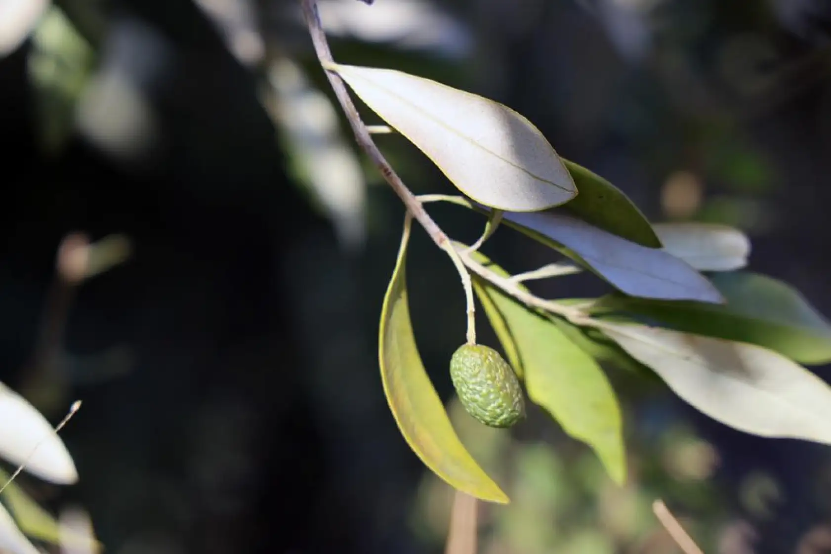 Eski Bakan Eroğlu'nun aşıladığı zeytin meyve vermeye başladı