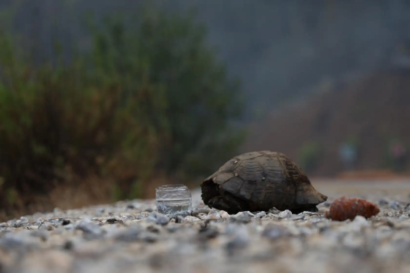 Köyceğiz'de dağ taş yandı, yangından kurtulan hayvanlar ateşsiz alan aradı