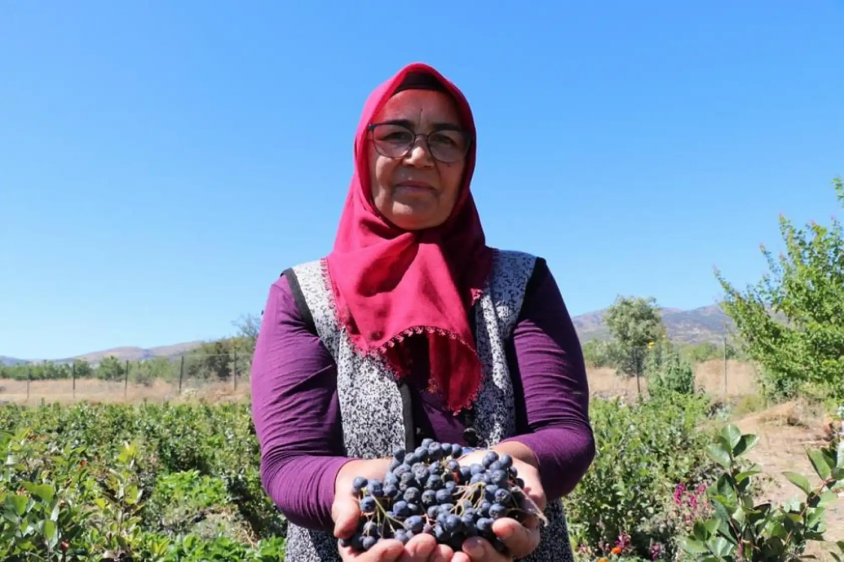 Kalbine Şifa Buldu, 1200 Fidan Aronya Bahçesi Kurdu