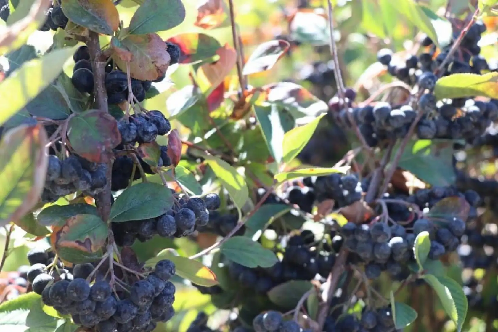 Kalbine Şifa Buldu, 1200 Fidan Aronya Bahçesi Kurdu
