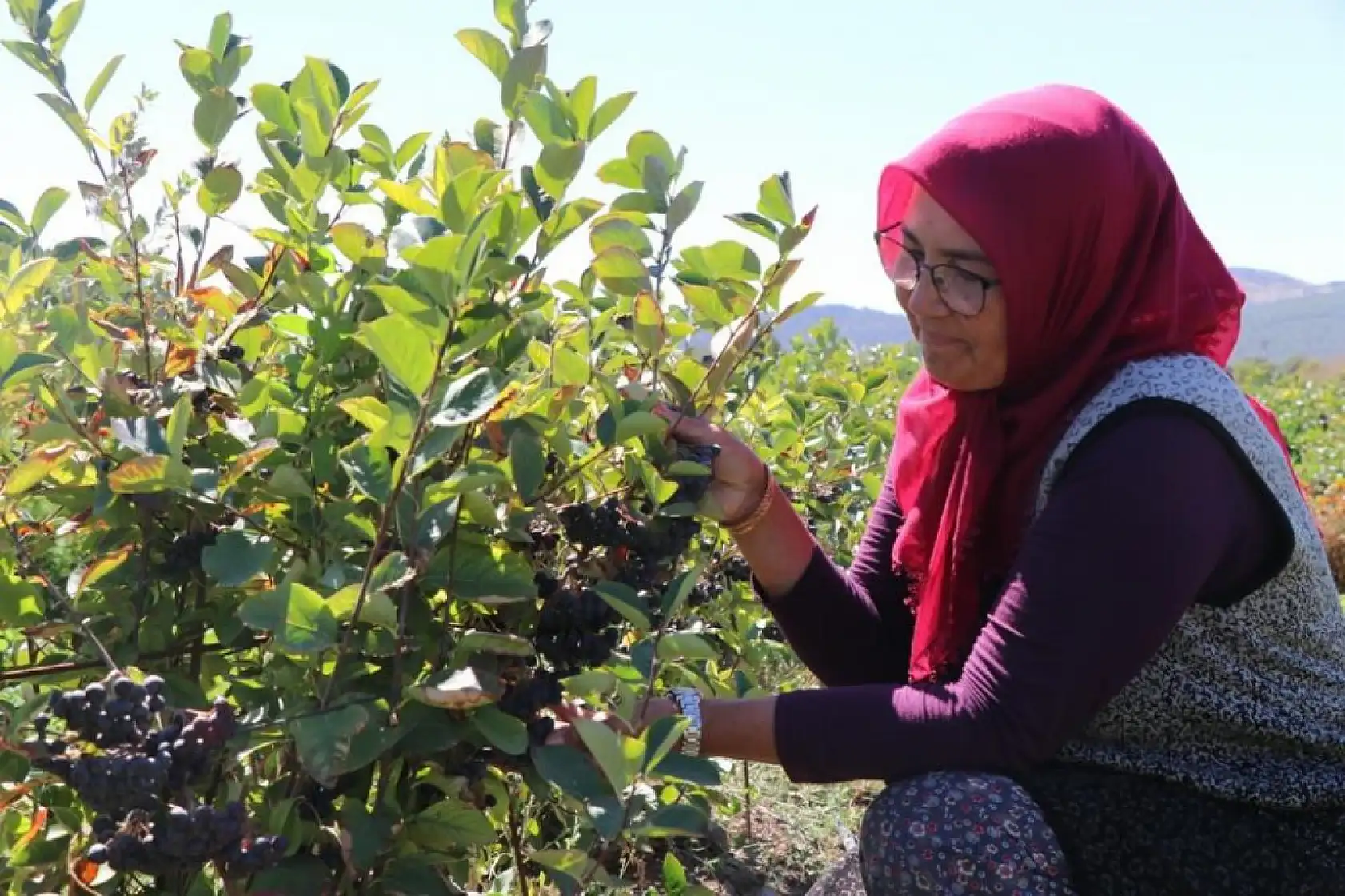 Kalbine Şifa Buldu, 1200 Fidan Aronya Bahçesi Kurdu