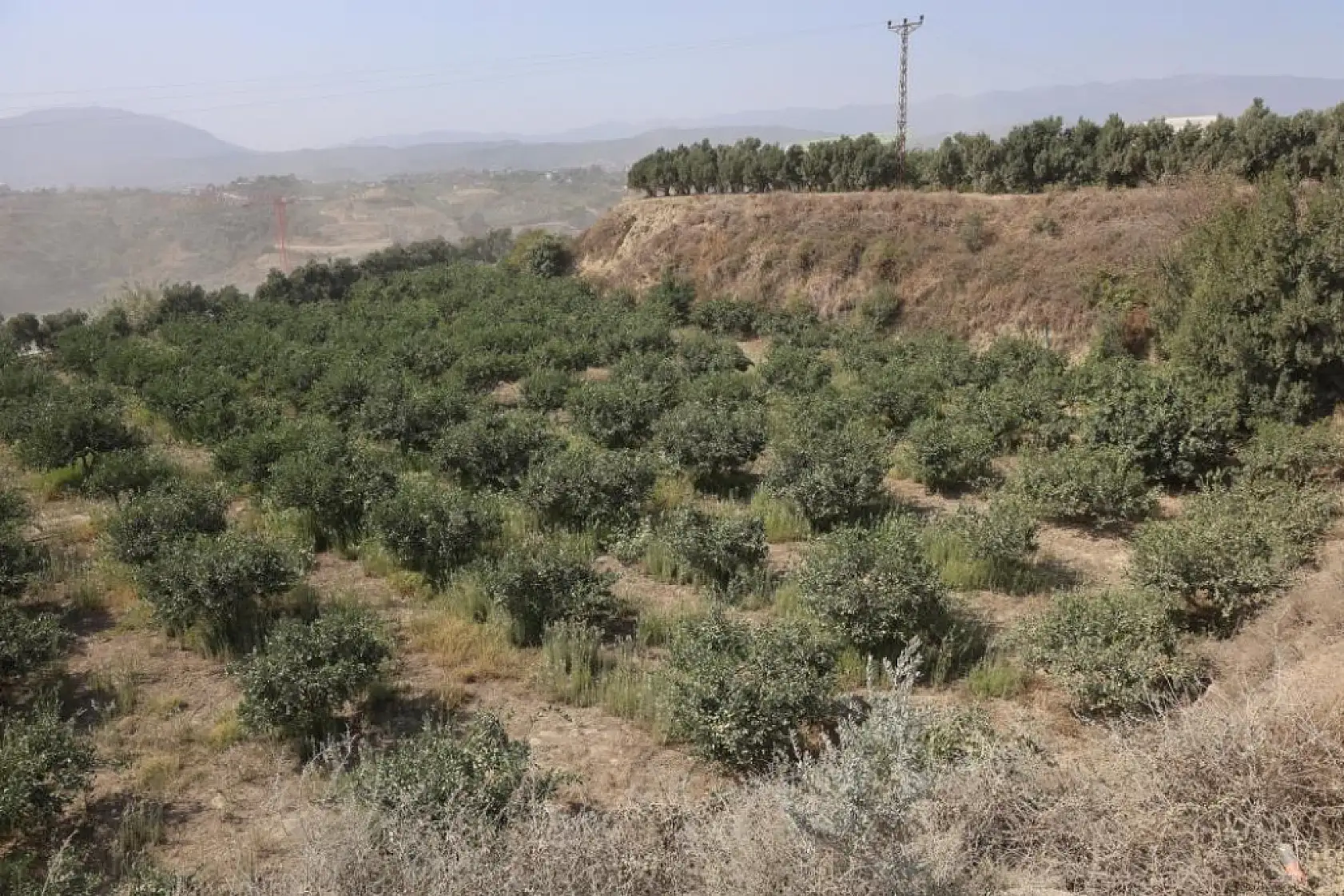Para için arkadaşını narenciye bahçesinde satırla doğrayan şahıs yakalandı