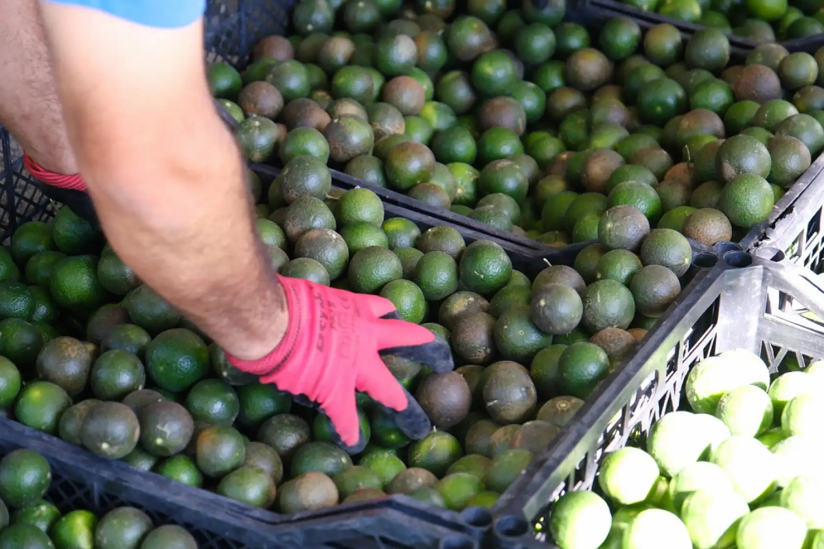 Yeşil Bodrum Mandalini Türkiye'nin dört bir yanına ulaşıyor