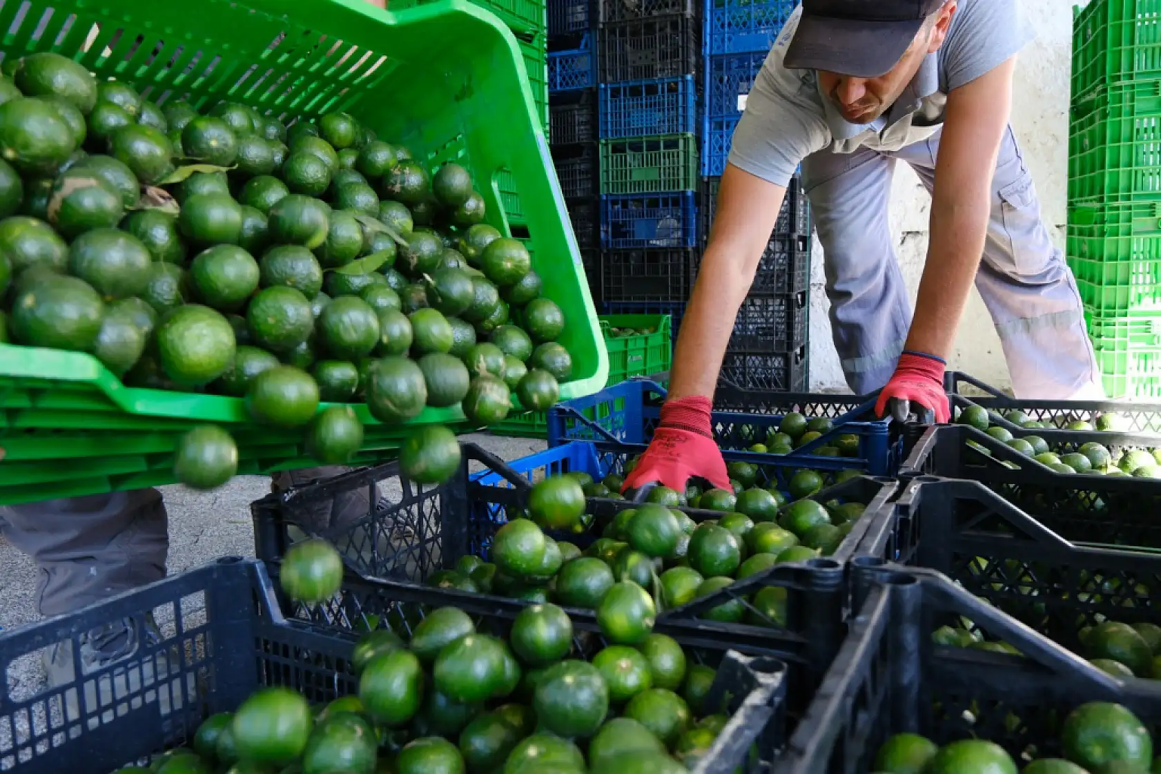 Yeşil Bodrum Mandalini Türkiye'nin dört bir yanına ulaşıyor