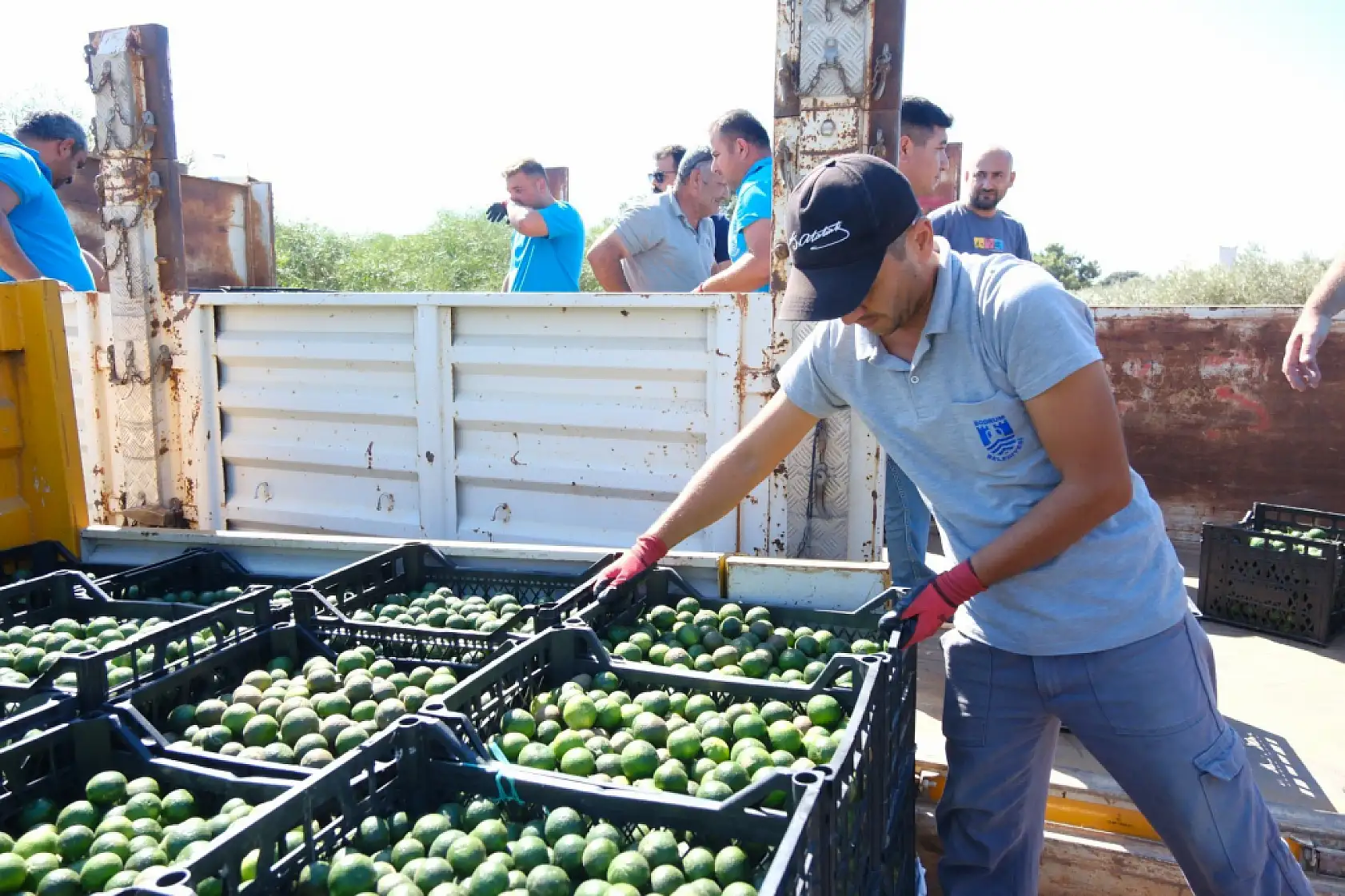 Yeşil Bodrum Mandalini Türkiye'nin dört bir yanına ulaşıyor