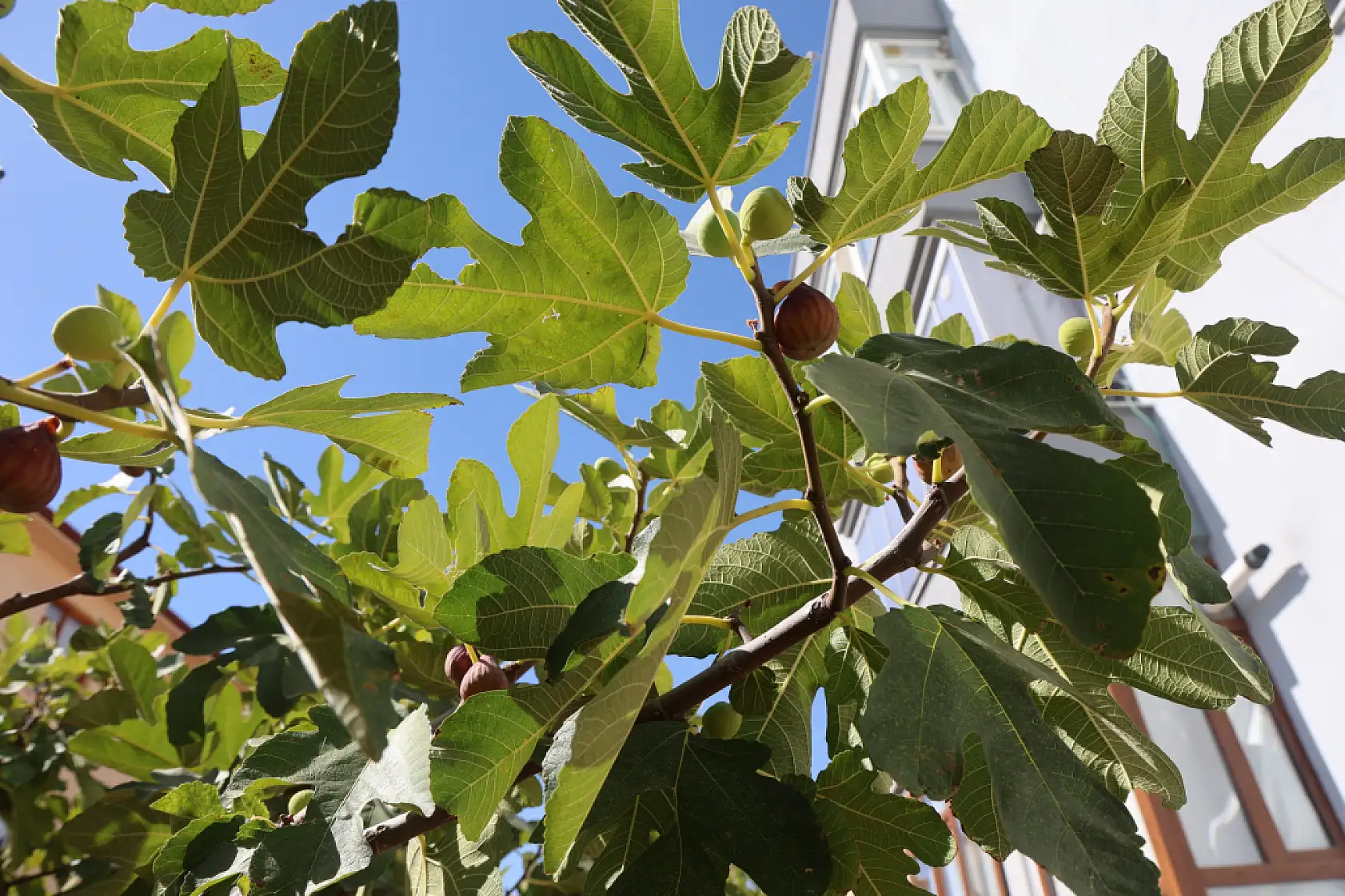 Yetişmesi zor bilinen inciri apartman bahçesinde yetiştirdi