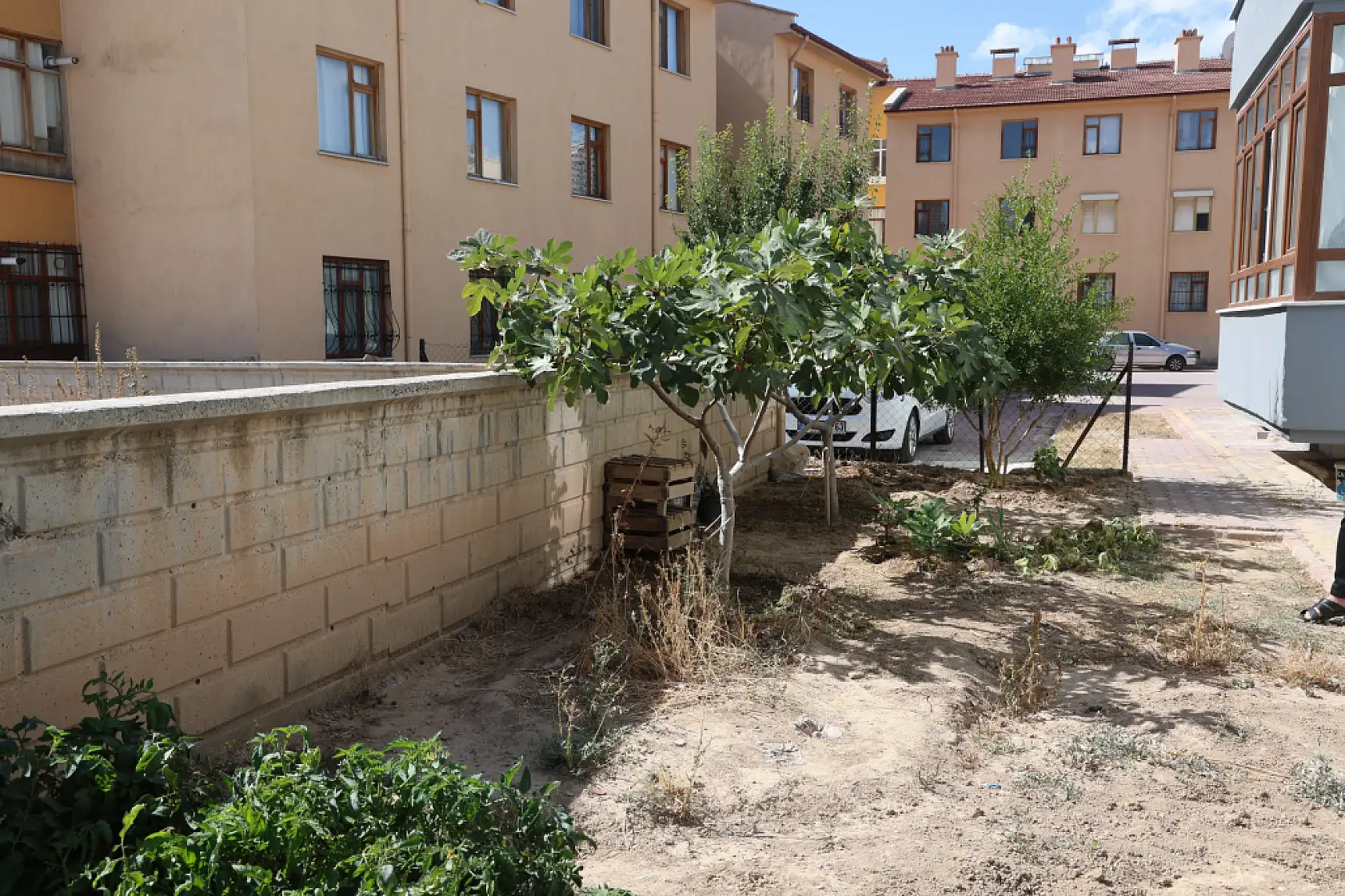 Yetişmesi zor bilinen inciri apartman bahçesinde yetiştirdi