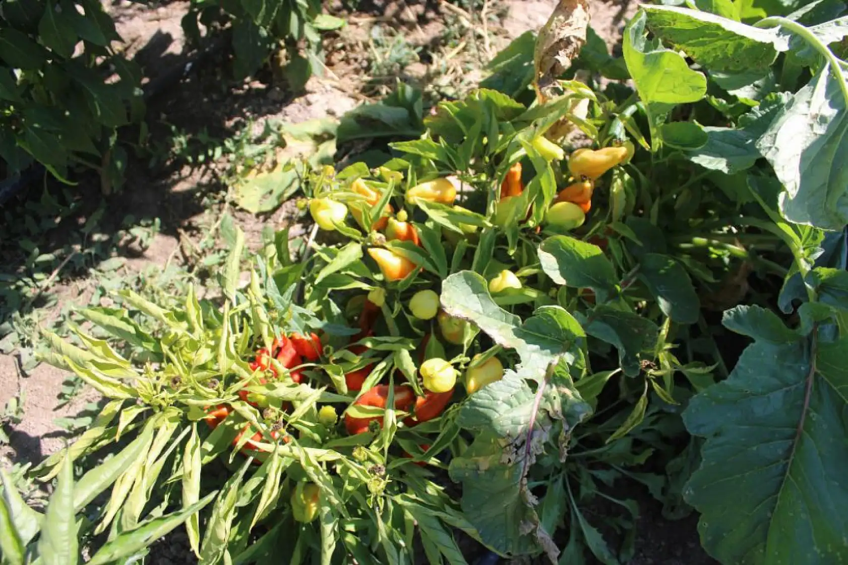 Bu bahçede 55 çeşit domates, 22 çeşit biber üretiliyor