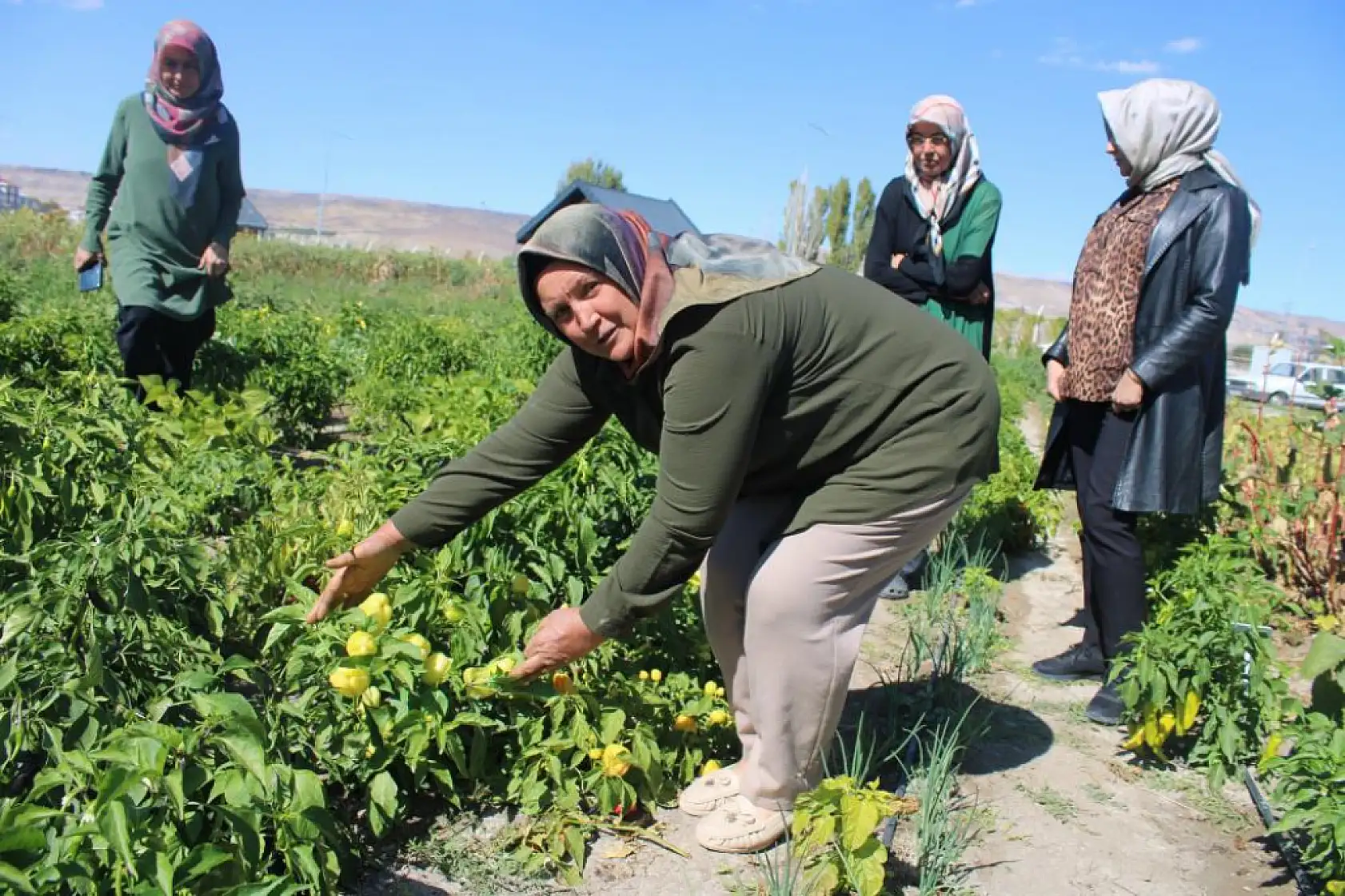 Bu bahçede 55 çeşit domates, 22 çeşit biber üretiliyor