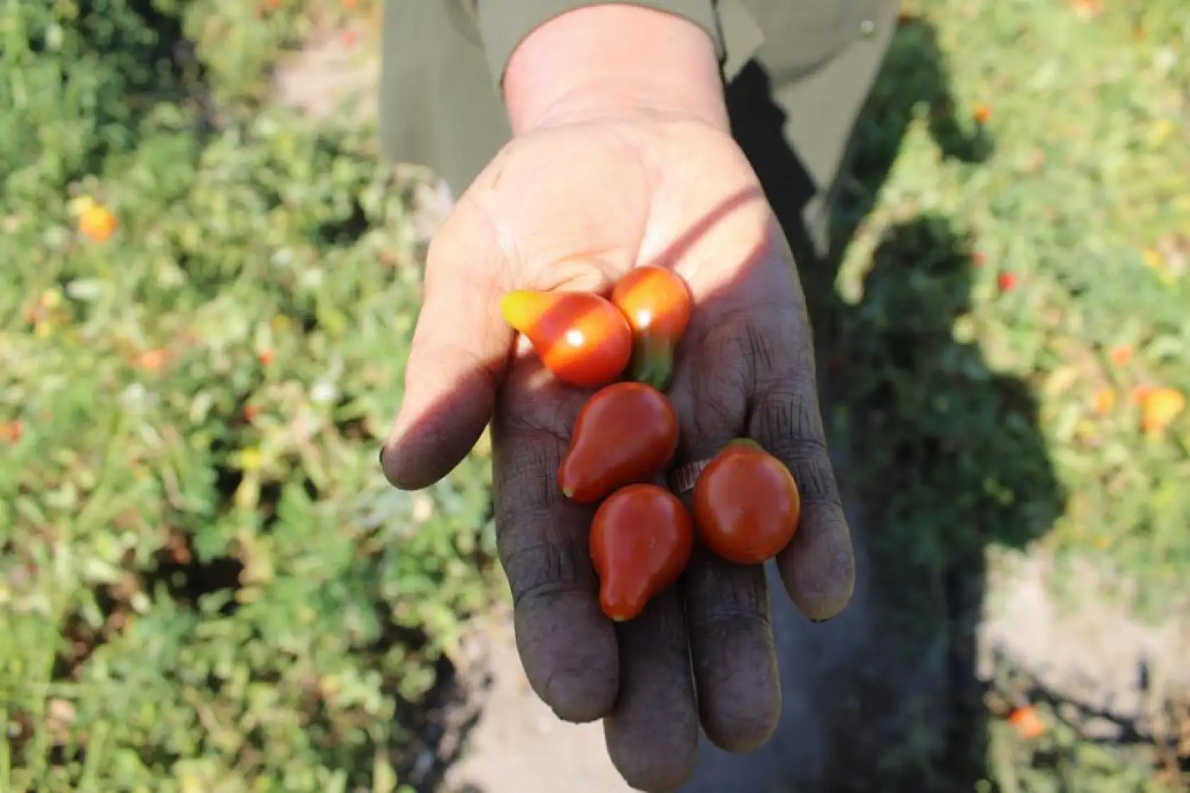 Bu bahçede 55 çeşit domates, 22 çeşit biber üretiliyor