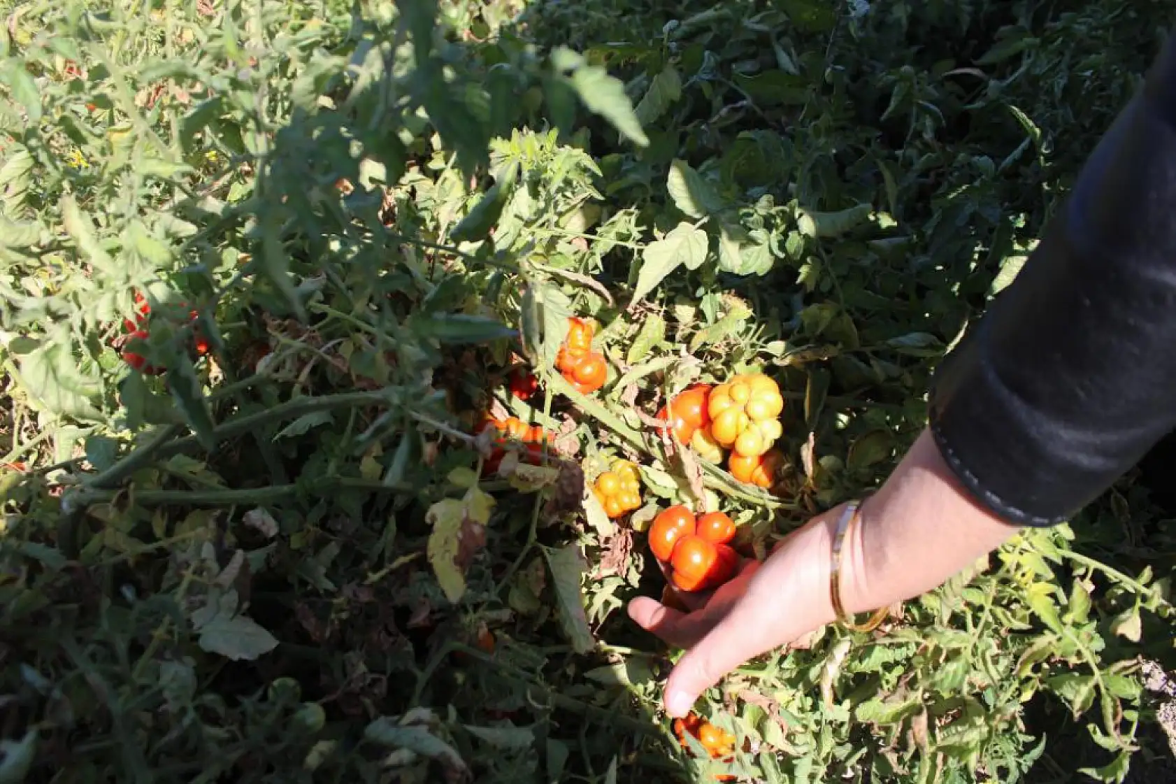 Bu bahçede 55 çeşit domates, 22 çeşit biber üretiliyor