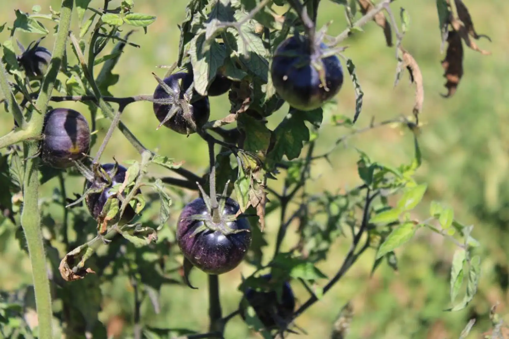 Bu bahçede 55 çeşit domates, 22 çeşit biber üretiliyor