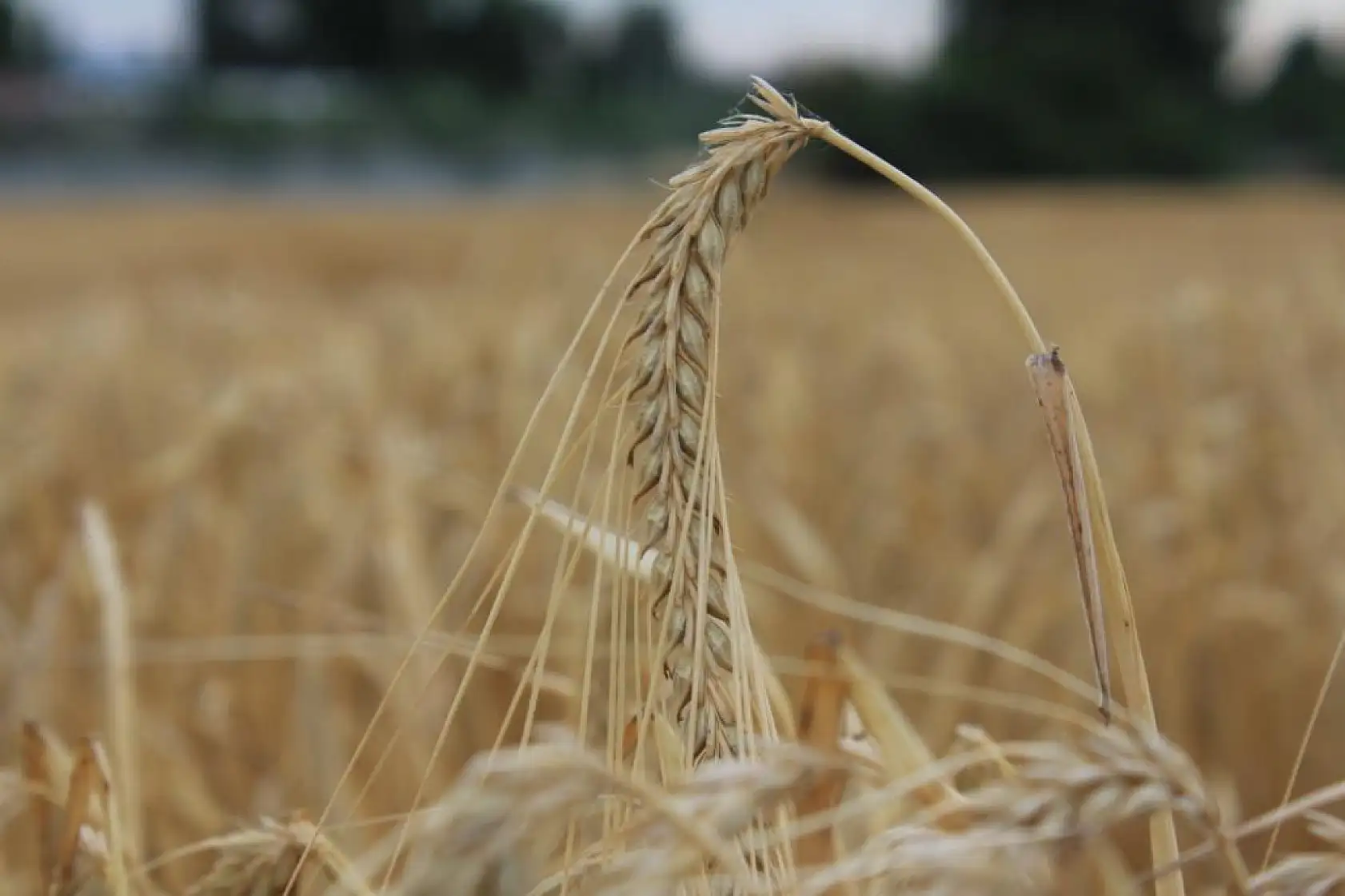 Dünya Hububat Üretiminde Rekor Beklentisi